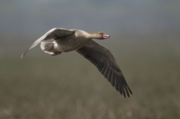 graylag goose
